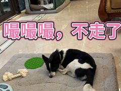 -申普宠物医院(总院)