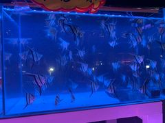 -中环花鸟鱼虫市场