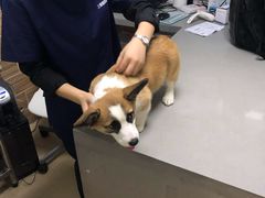 -爱侣宠医·鹦鹉专科·小型哺乳类·异宠专科(灵石路店)