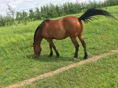 -塞罕坝国家级自然保护区