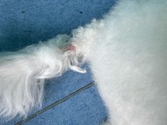 -博特宠物医院24h犬猫全科.骨科·异宠