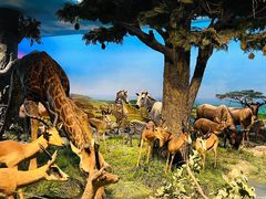 -国家自然博物馆