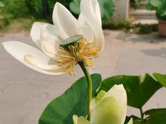 -莲花池公园