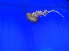 -上海海洋水族馆