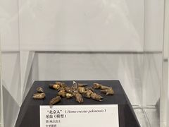 -北京周口店北京人遗址博物馆
