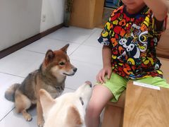 -柴务处·柴犬主题狗咖