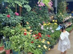 -桂林市花鸟市场