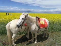 -青海湖国家重点风景名胜区