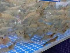 -鸿港海鲜批发市场