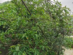 -集翠园生态农庄(木兰店)