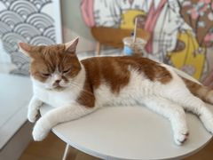 -Let's go狗咖·猫咖·奶狗·桌游(春熙路IFS店)