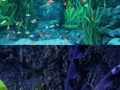-上海海洋水族馆