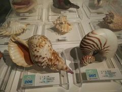 -青岛贝壳博物馆