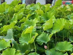-洛阳市隋唐城遗址植物园