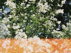 -新虹桥中心花园
