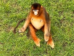 -西霞口神雕山野生动物世界