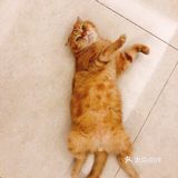 4年前家人在宠物店看到它，说是原来的家庭不能再养猫