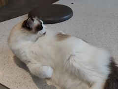 -飞行喵MR PILOT|猫舍·猫咖(静安大融城店)