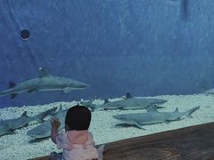 -华夏文旅海洋公园