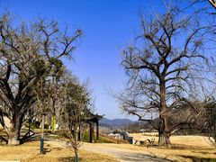 -千年银杏谷文化旅游区