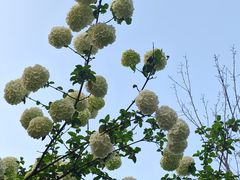 -大龙山(地铁站)