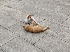 -龙华素斋(龙华路店)