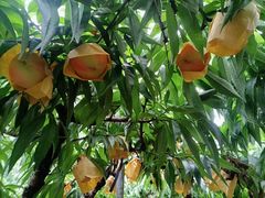 -老袁家蜜桃农场·阳山水蜜桃