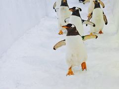 -广州热雪奇迹