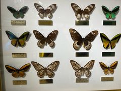 -上海昆虫博物馆