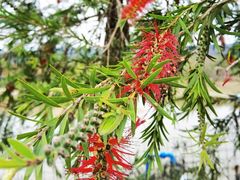 -天适樱花悠乐园