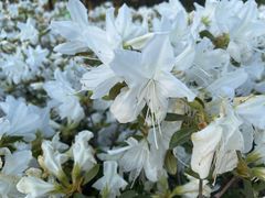 -羊亭河湿地公园