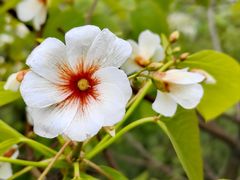 -舒家湾天主教堂