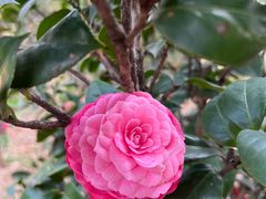 -松山湖梦幻百花洲