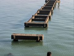 -贡湖湾湿地公园