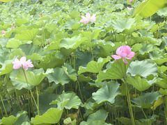 -桂湖森林公园