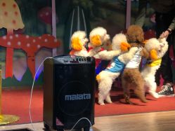 -酷嗒动物文化乐园(cutezoo西溪乐天城店)