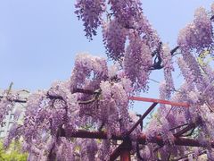 -嘉定紫藤园