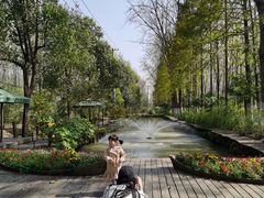 -合肥滨湖国家森林公园