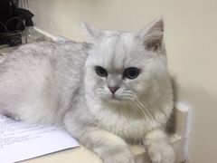 -芭比堂宠物医院·全科爱猫医院·仁德分院