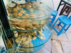 -晓伟海鲜家常菜