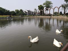 -鹅湖玫瑰文化园