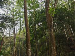 -黄埔油麻山森林公园