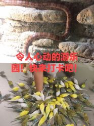 -七巧国萌宠乐园(龙湖天街店)