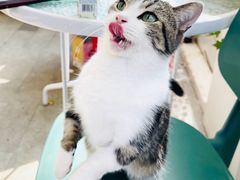 -李小姐の猫咖啡馆(五角场店)