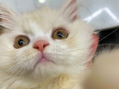 -袖虎猫馆(十亩地店)