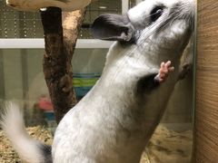 -藦茜花园宠物主题亲子互动体验馆(国顺东路店)