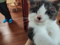 -楼上猫咖(罗湖店)