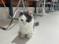 -怪兽屋·羊驼·猫咖·狗咖(俊华广场店)