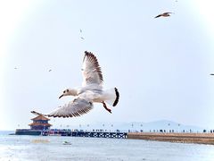 -栈桥景区