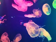 -成都浩海立方海洋公园